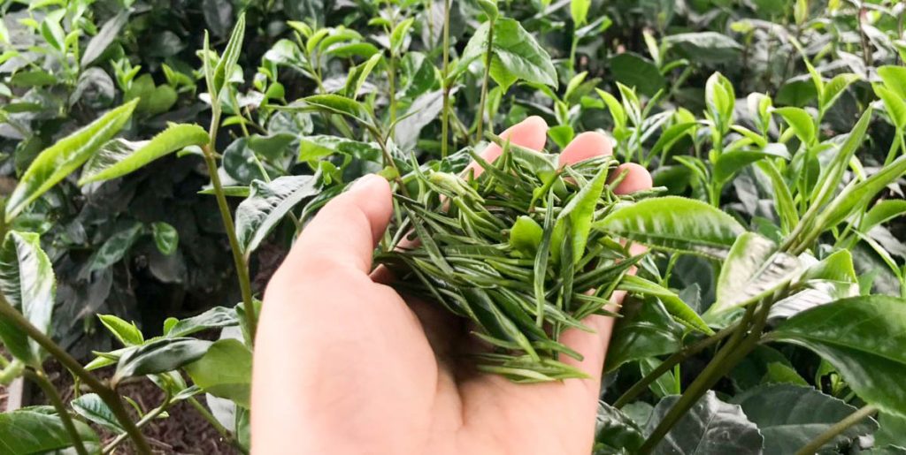 Chè Tân Cương - Trứ danh “Đệ Nhất Danh Trà”