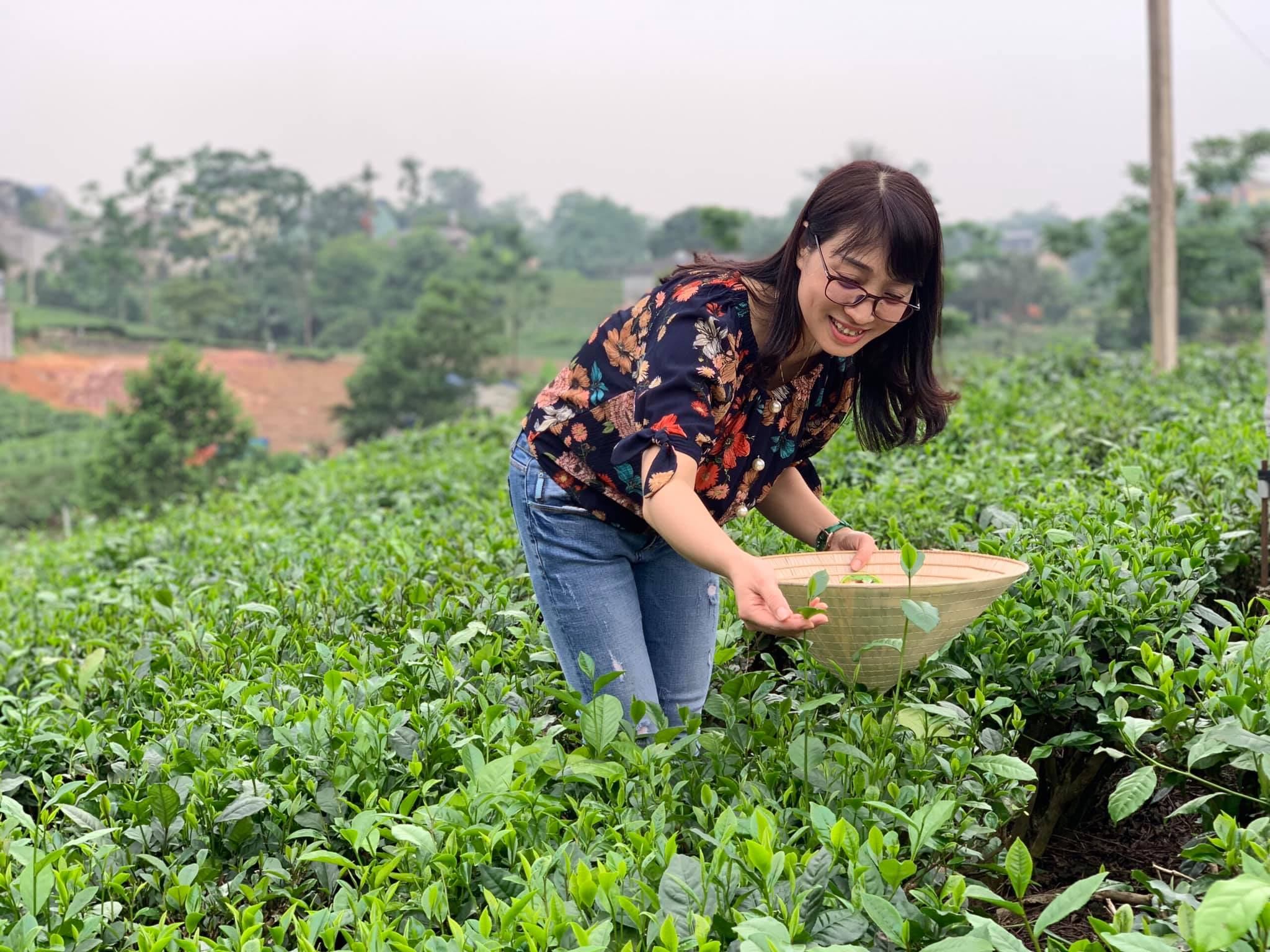 TẢN MẠN CHIỀU TÂN CƯƠNG - HTX Tâm Trà Thái
