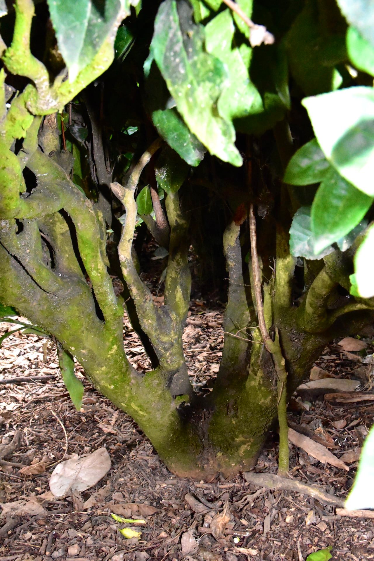 HTX Tâm Trà Thái - Chè Trung Du